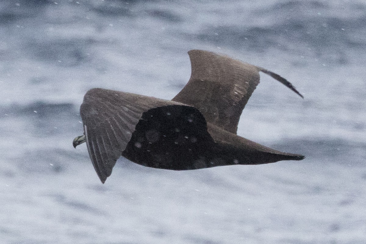 White-chinned Petrel - ML640084890