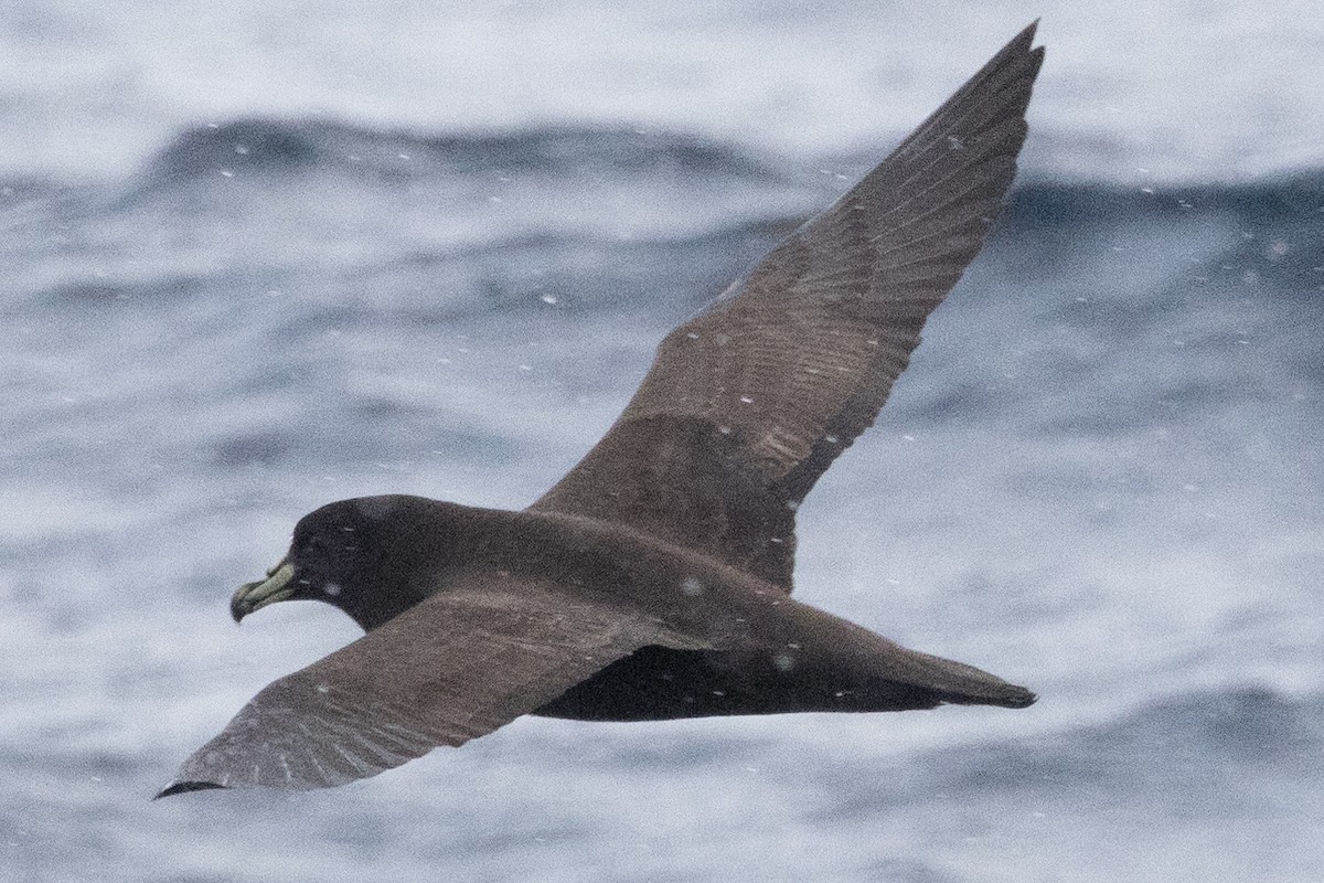 White-chinned Petrel - ML640084892