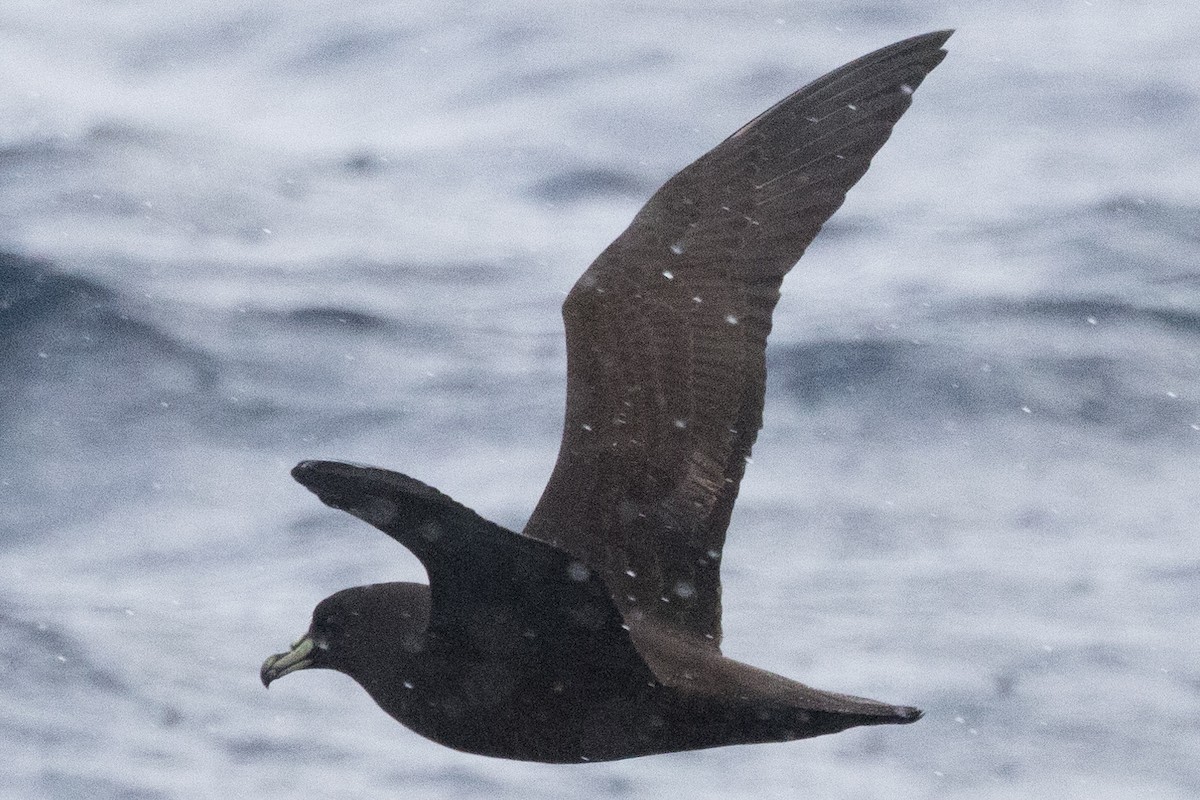 White-chinned Petrel - ML640084893