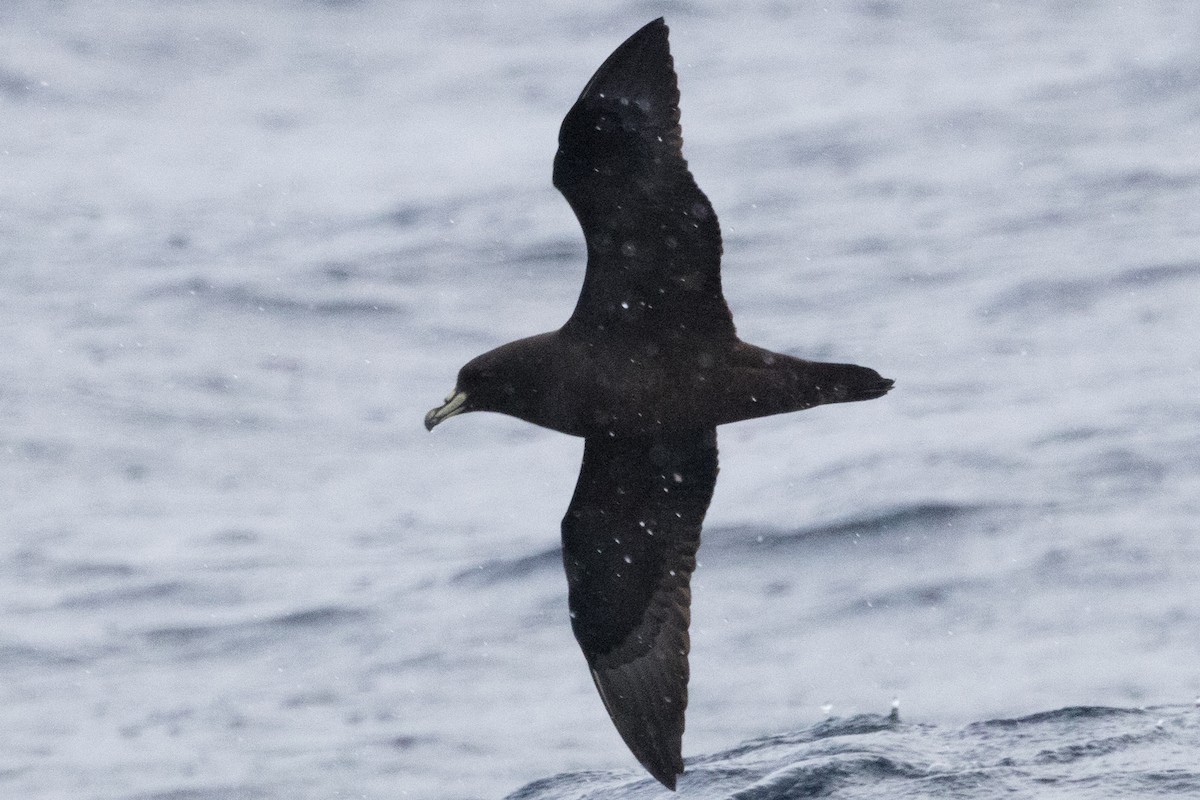 White-chinned Petrel - ML640084895