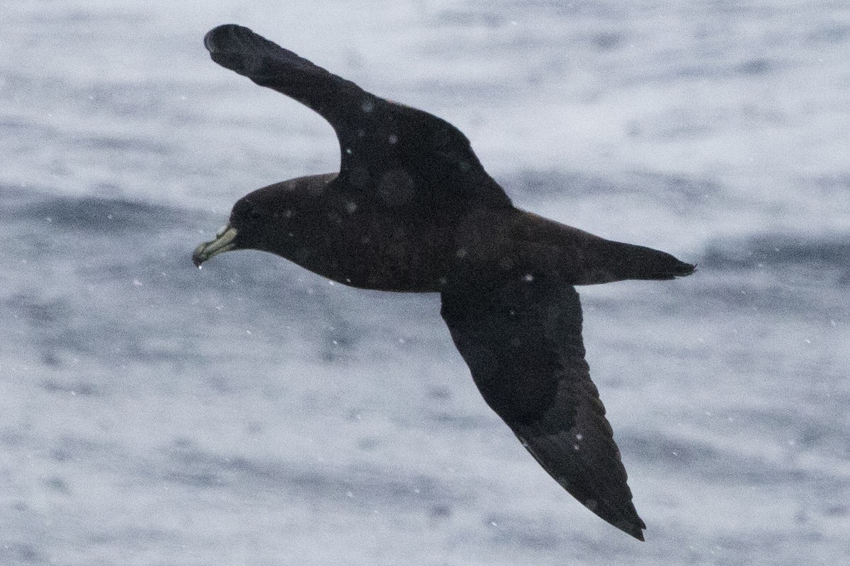 White-chinned Petrel - ML640084899
