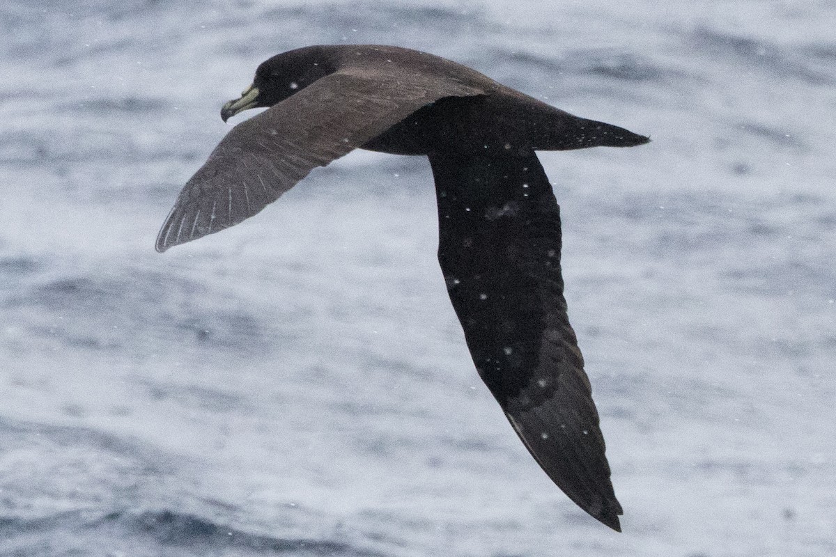 White-chinned Petrel - ML640084900