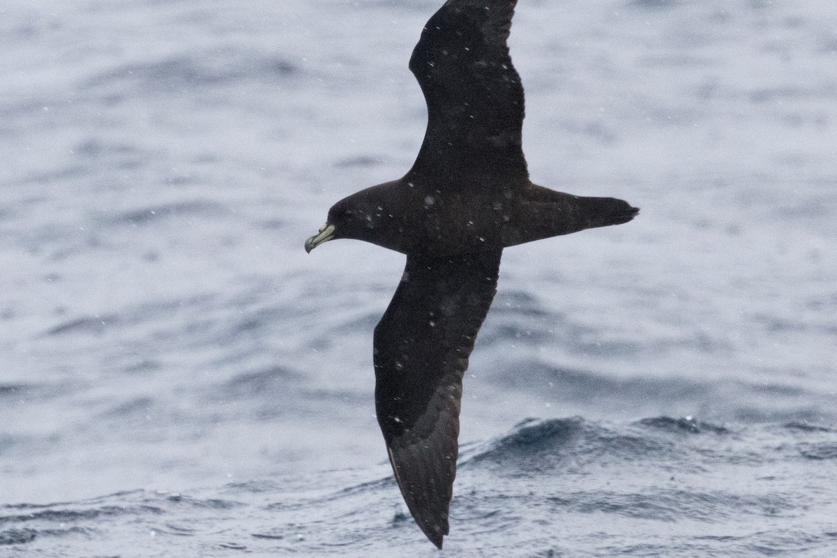White-chinned Petrel - ML640084901