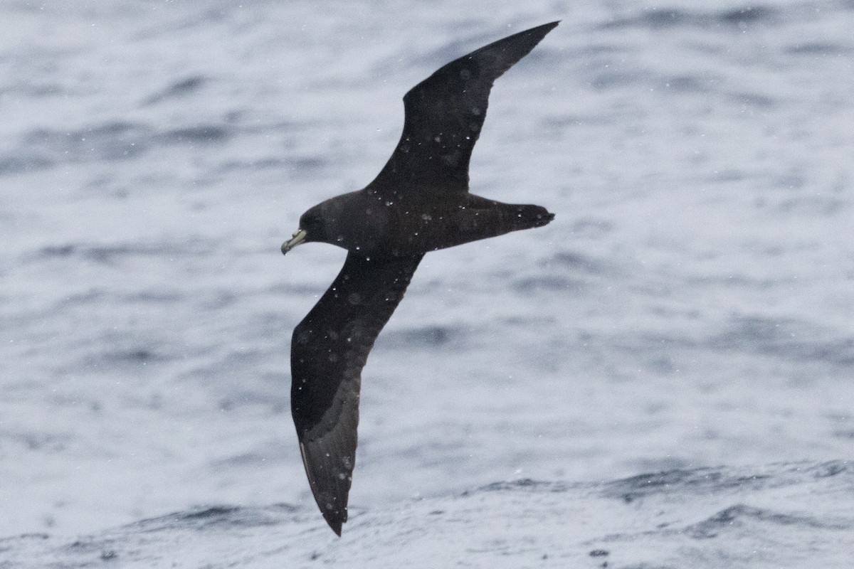 White-chinned Petrel - ML640084902