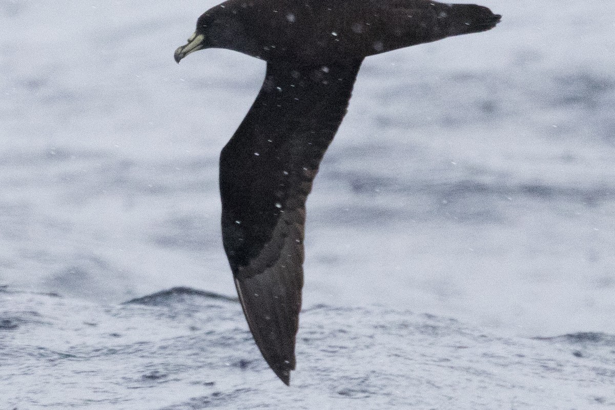 White-chinned Petrel - ML640084903