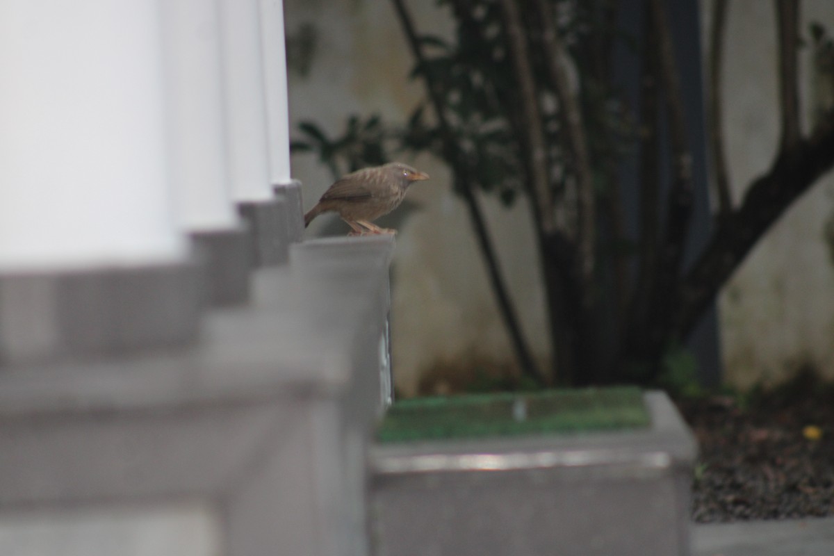 Jungle Babbler - ML640084913
