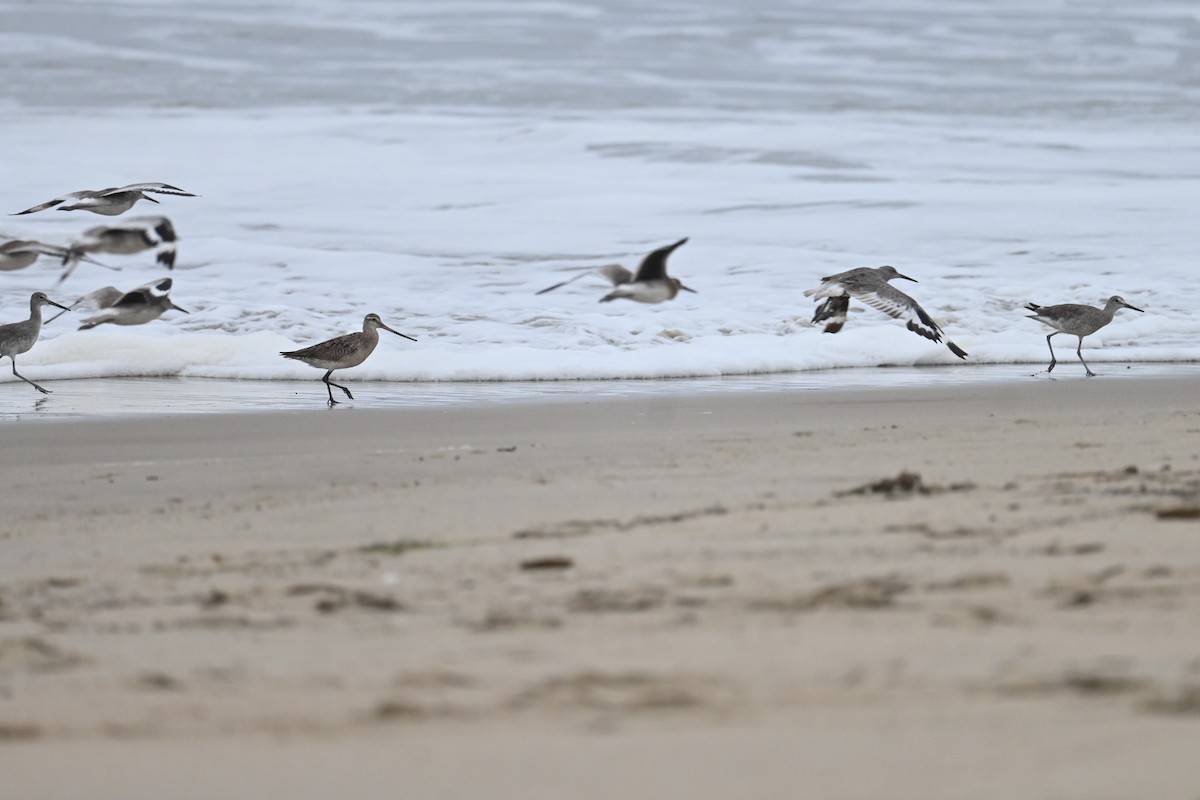 Bar-tailed Godwit - ML640084945