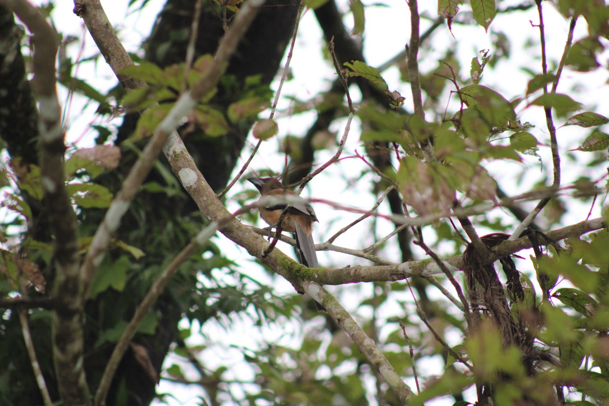 Rufous Treepie - ML640084949