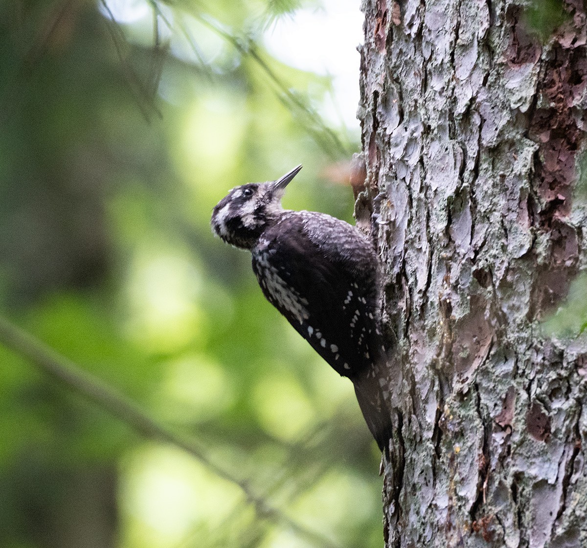 Eurasian Three-toed Woodpecker - ML640084959