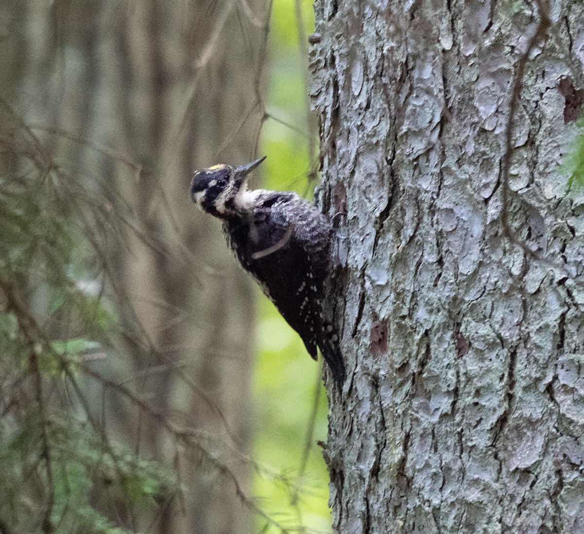 Eurasian Three-toed Woodpecker - ML640084960