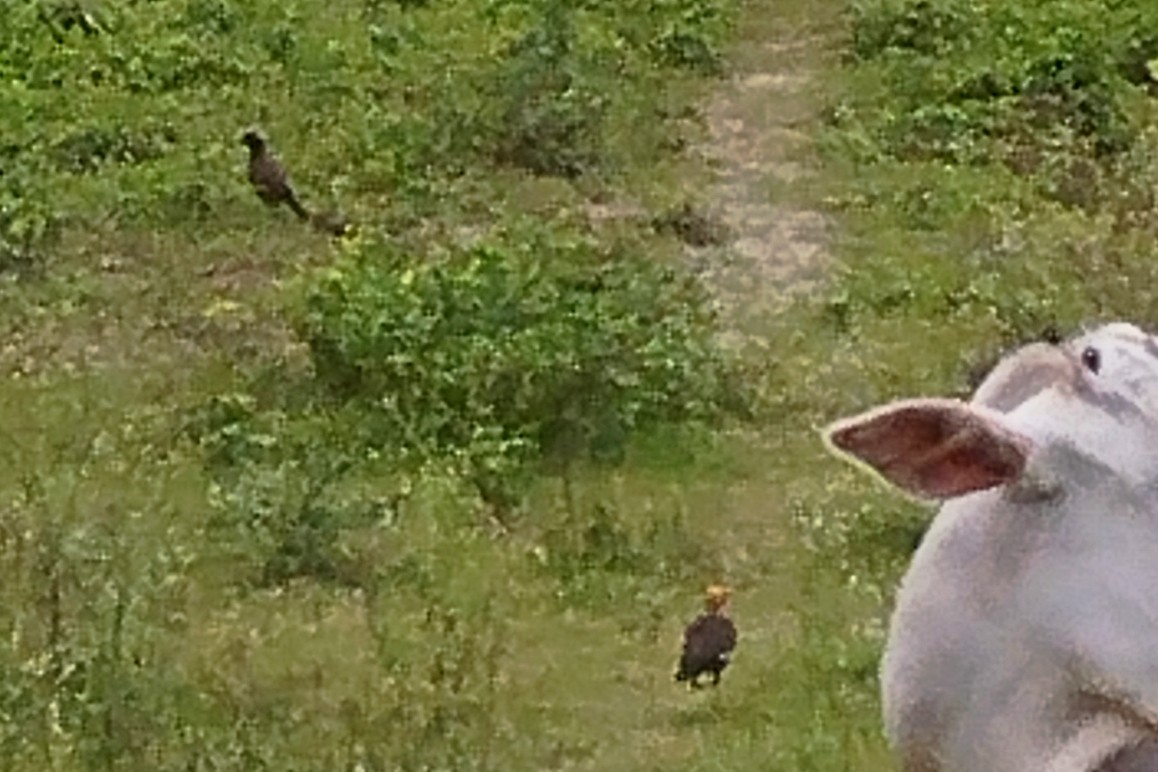 majna obecná - ML640084968