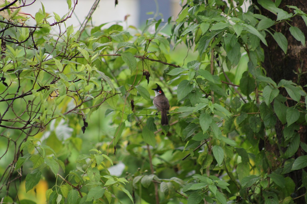 Red-whiskered Bulbul - ML640085004