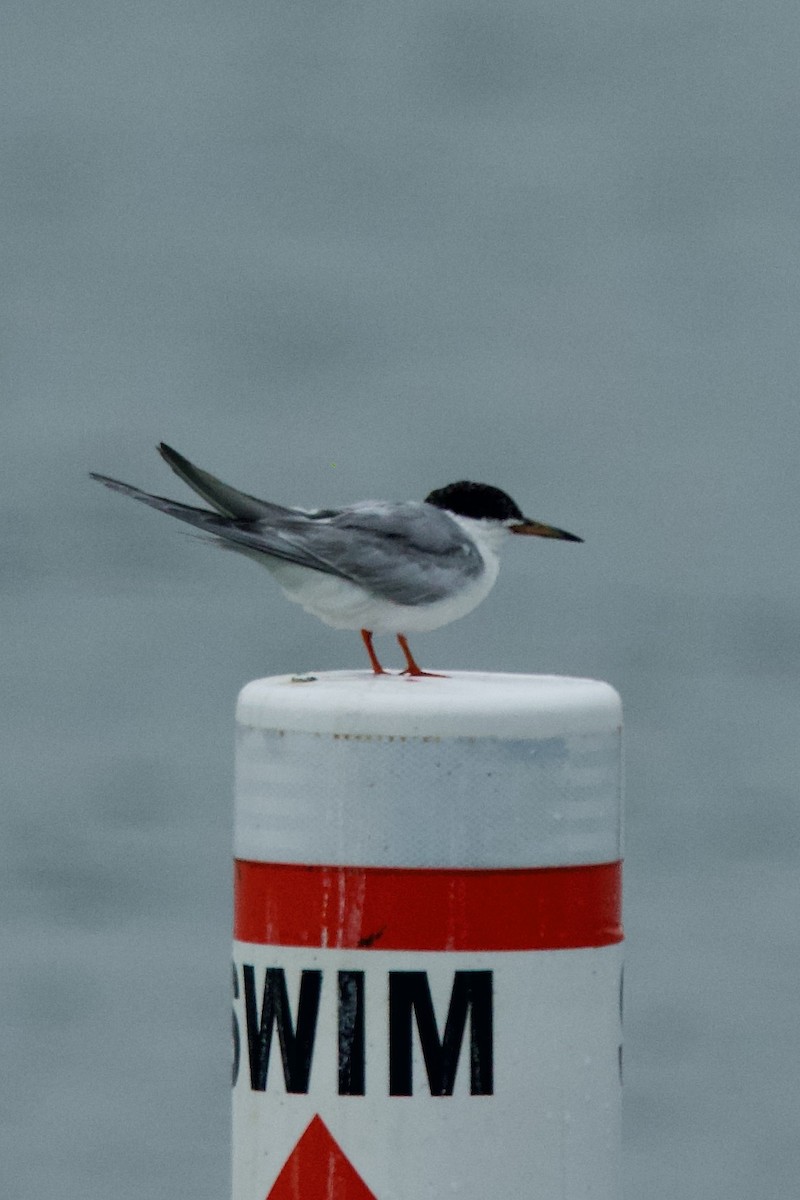 Forster's Tern - ML640085032