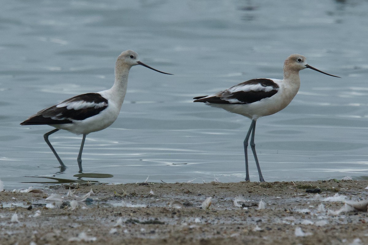 American Avocet - ML640085038