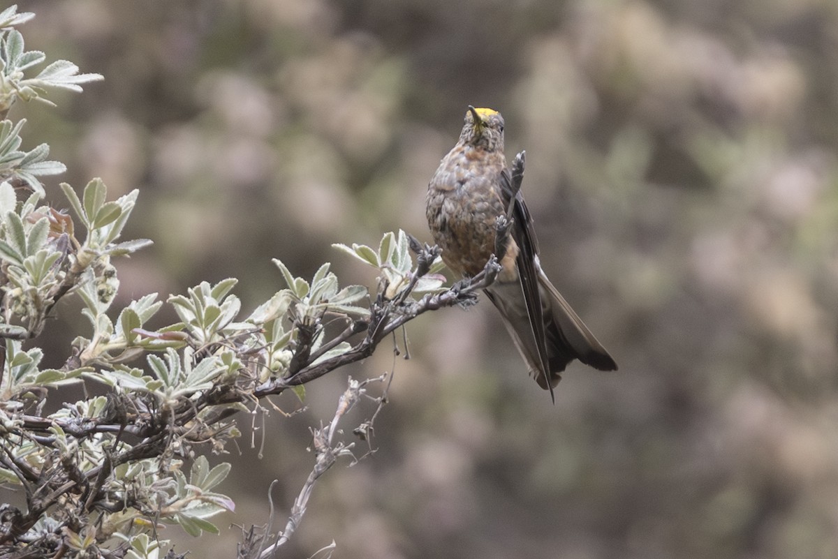 Giant Hummingbird (Northern) - ML640085041