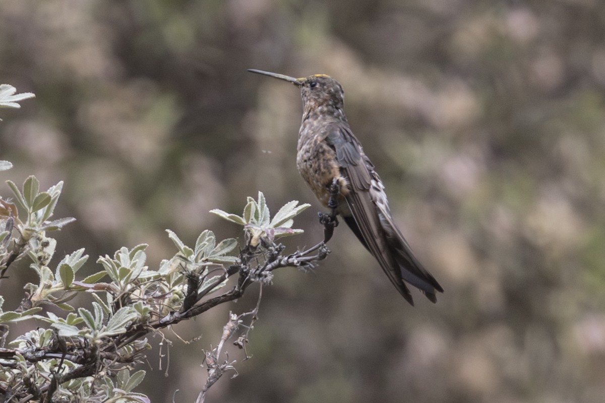 Giant Hummingbird (Northern) - ML640085042