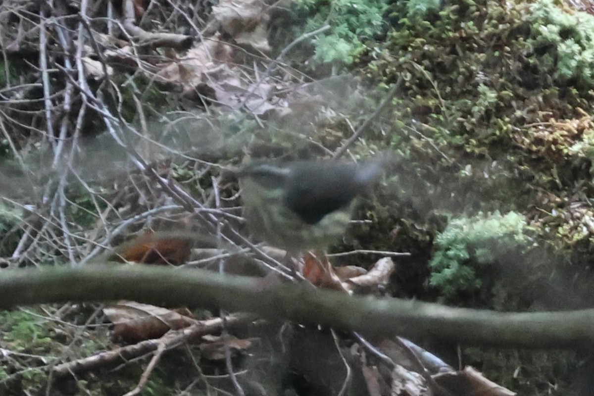 Louisiana Waterthrush - ML640085100