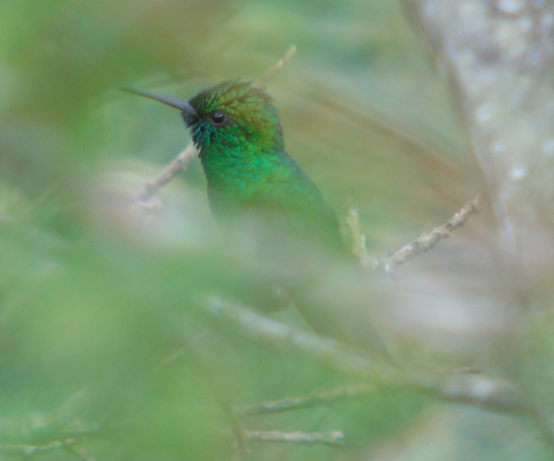 Blue-chinned Sapphire - ML640085128