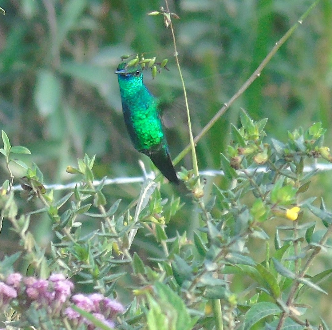 Blue-chinned Sapphire - ML640085163