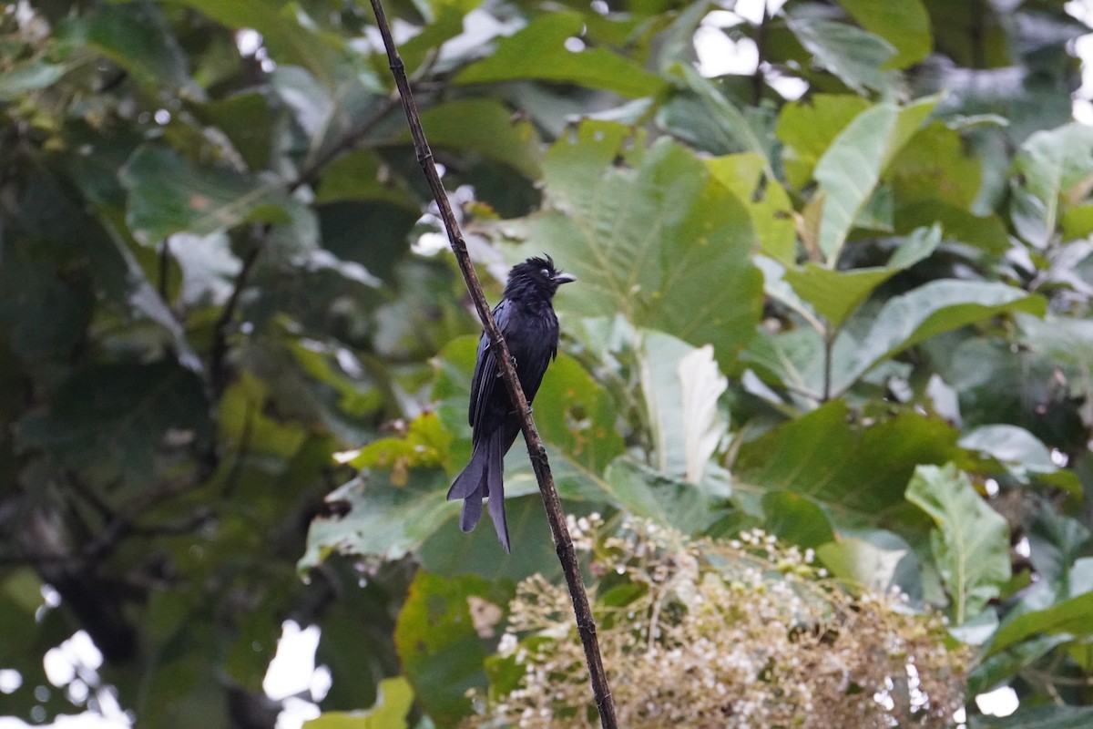 Bronzed Drongo - ML640085171