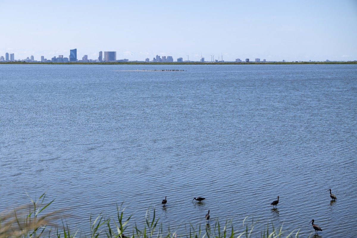 Glossy Ibis - ML640085279
