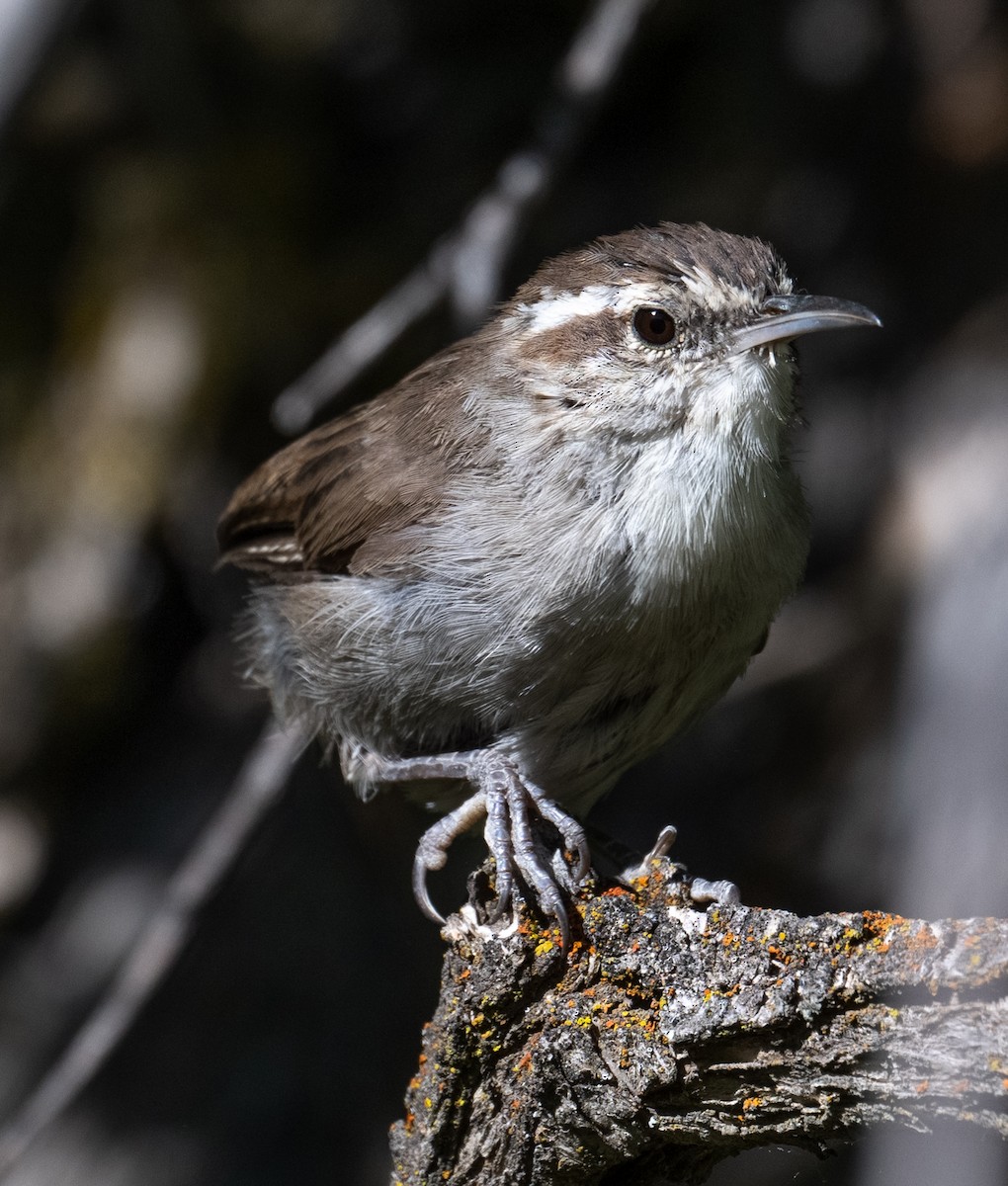 Bewick's Wren - ML640085289