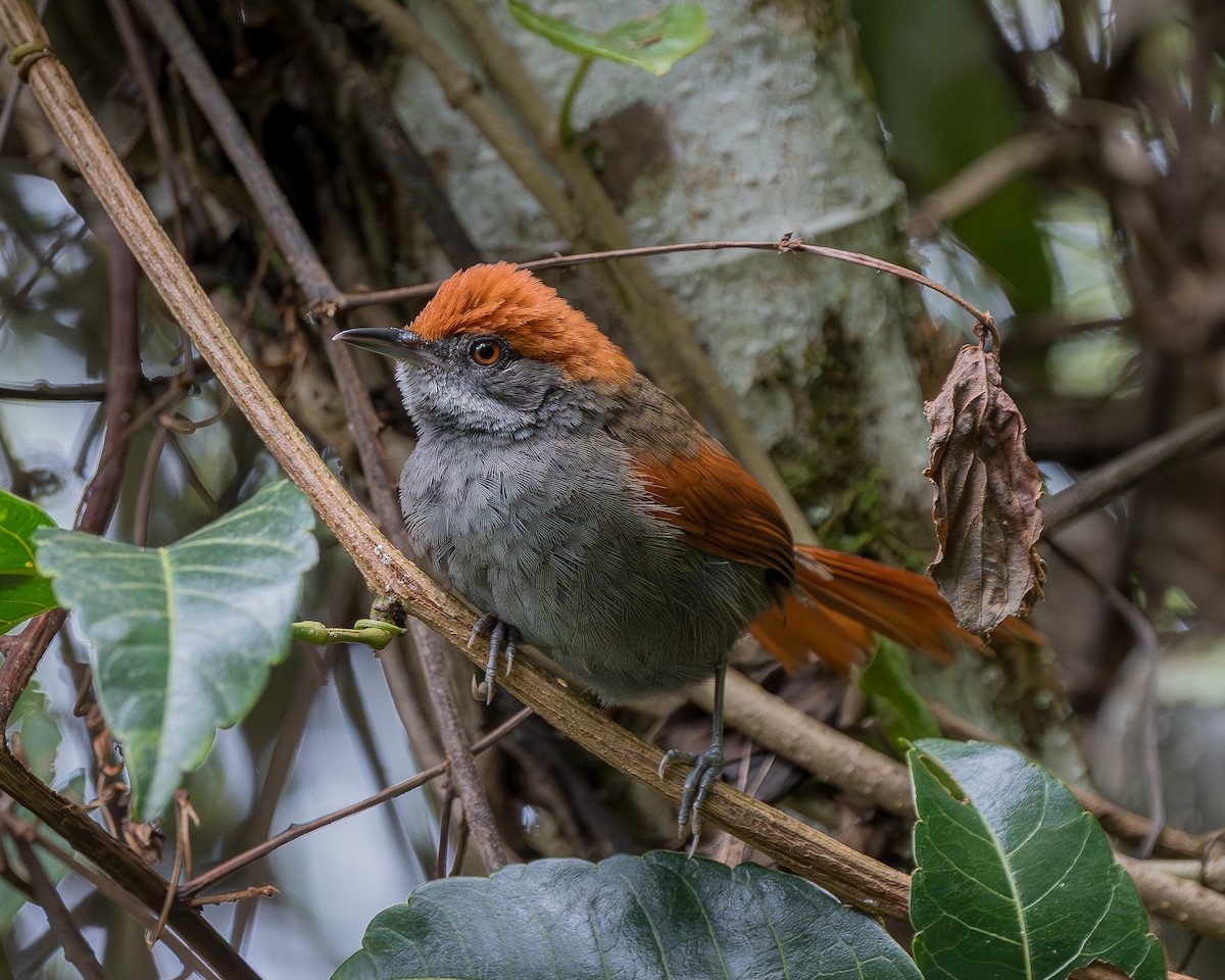 Pinto's Spinetail - ML640085334