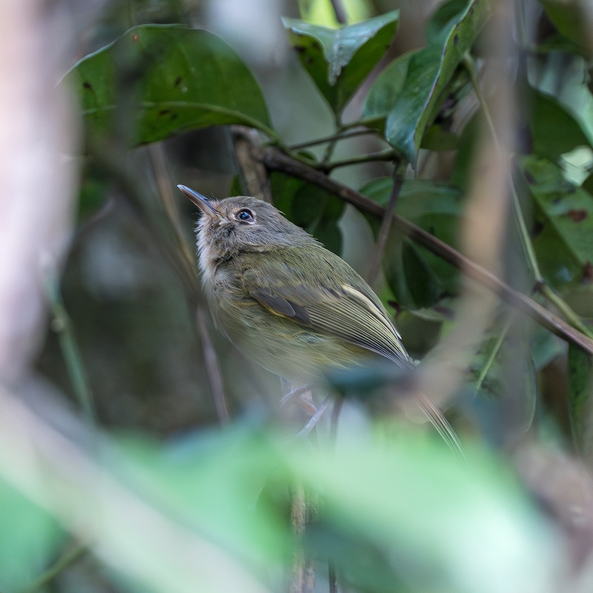 Buff-breasted Tody-Tyrant - ML640085337