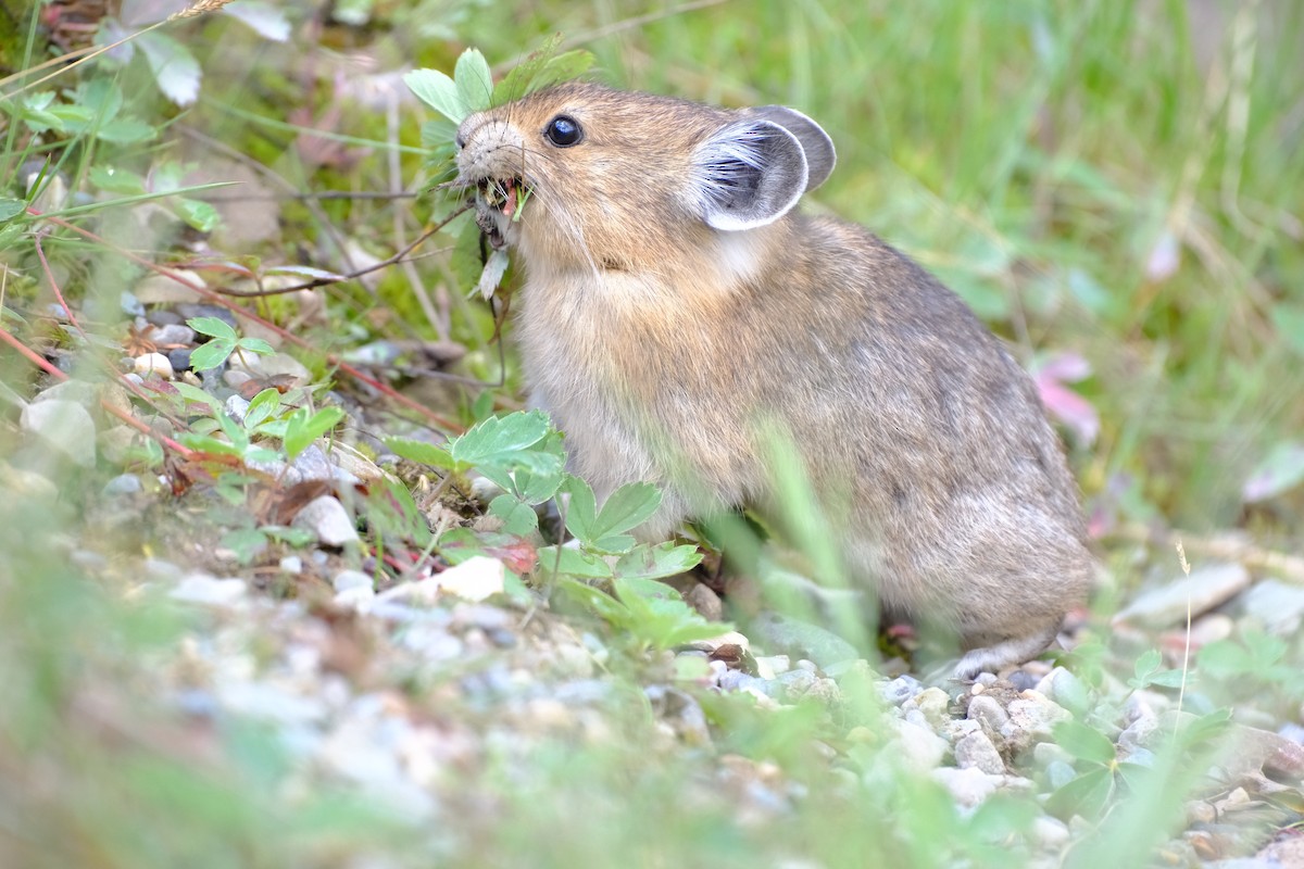 American Pika - ML640085339