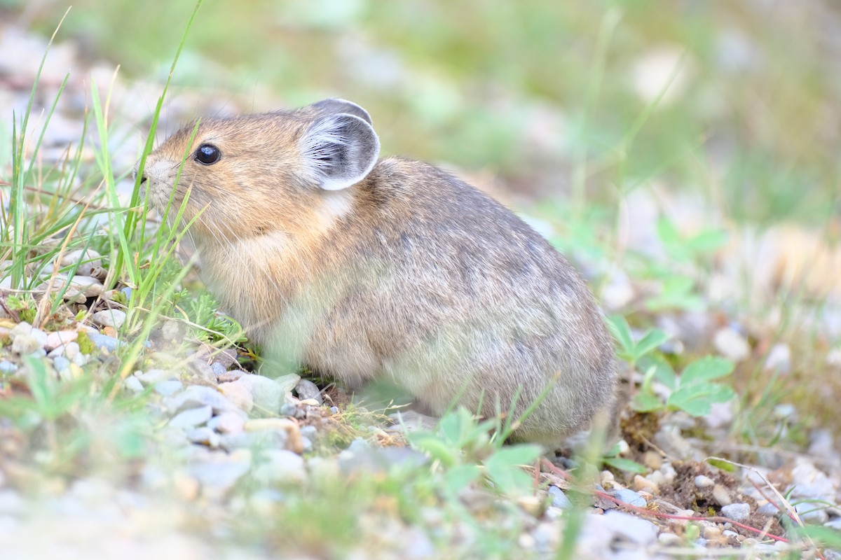 American Pika - ML640085340