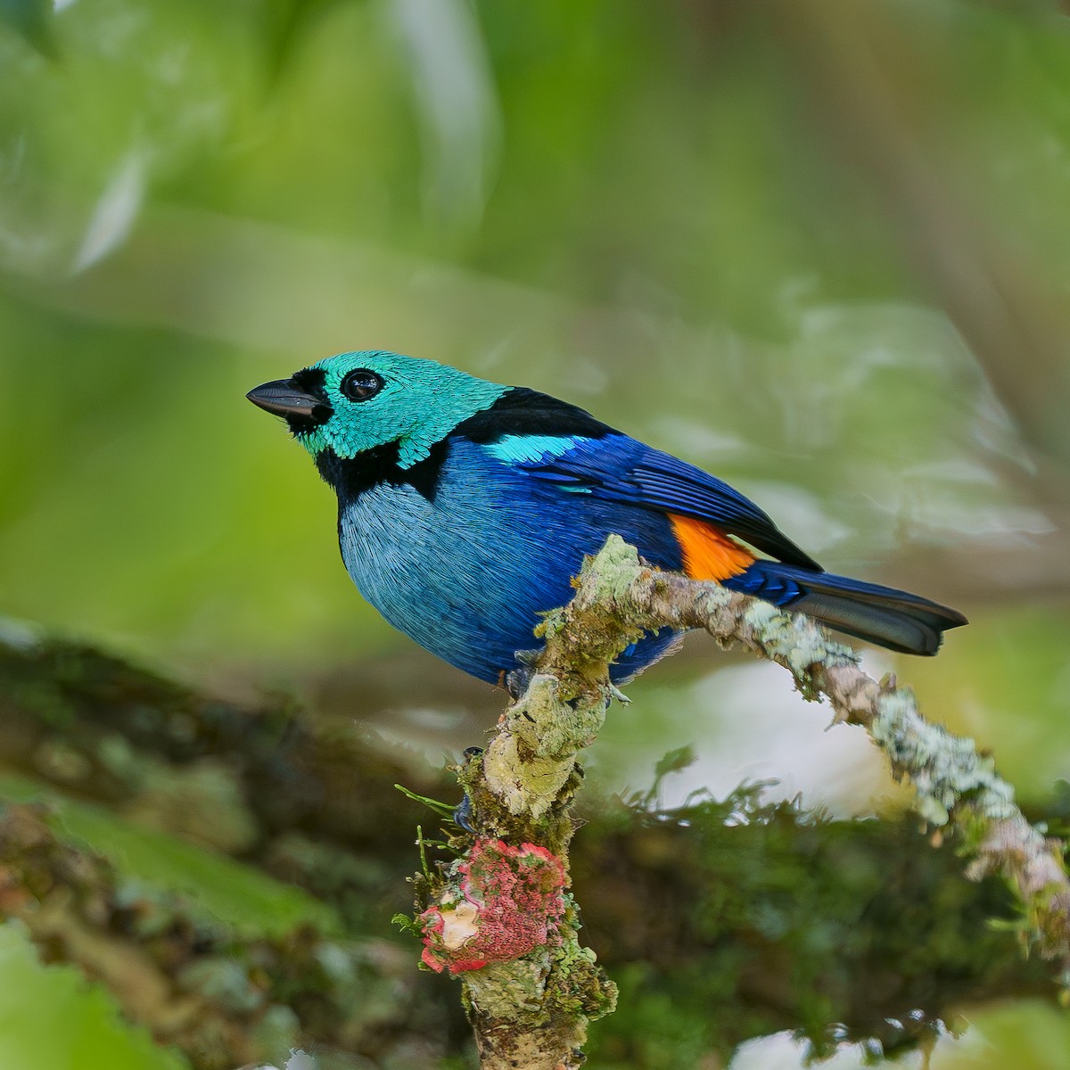 Seven-colored Tanager - ML640085369