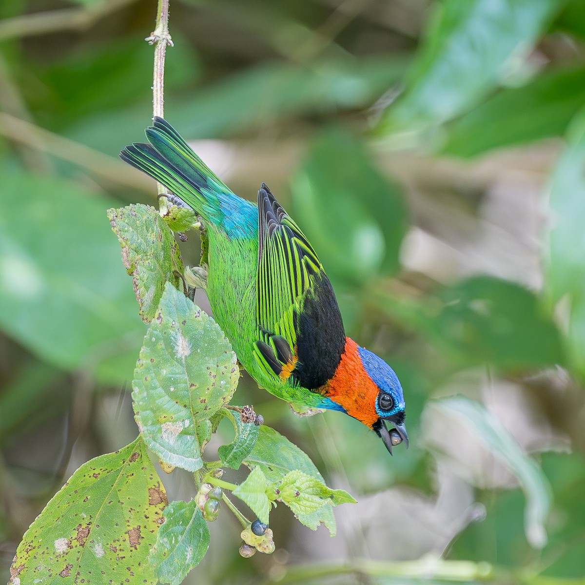 Red-necked Tanager - ML640085372