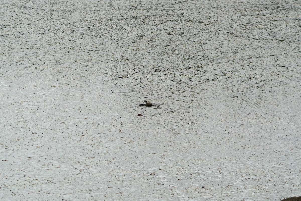 Bronze-winged Jacana - ML640085374