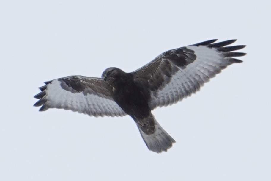 Rough-legged Hawk - ML640085376