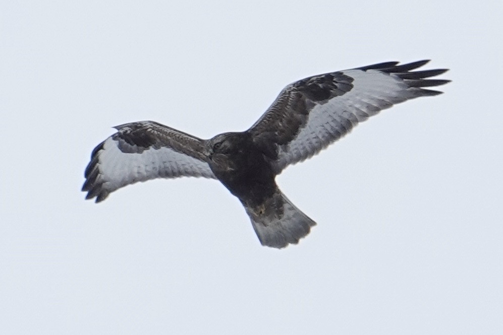 Rough-legged Hawk - ML640085377