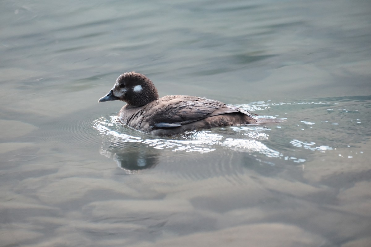 Harlequin Duck - ML640085381