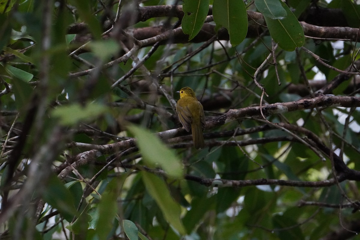 Yellow-browed Bulbul - ML640085473