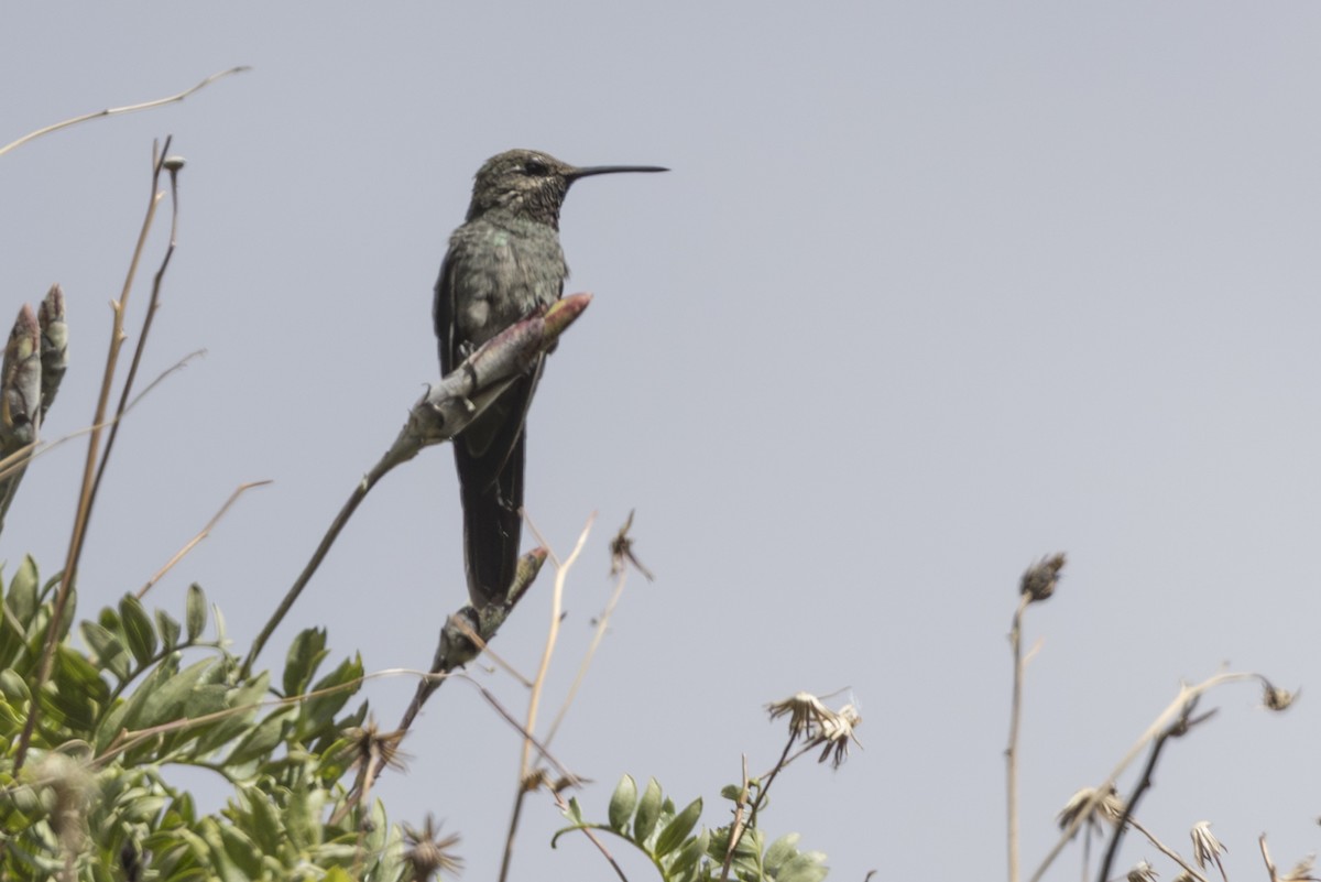 Bronze-tailed Comet - ML640085492