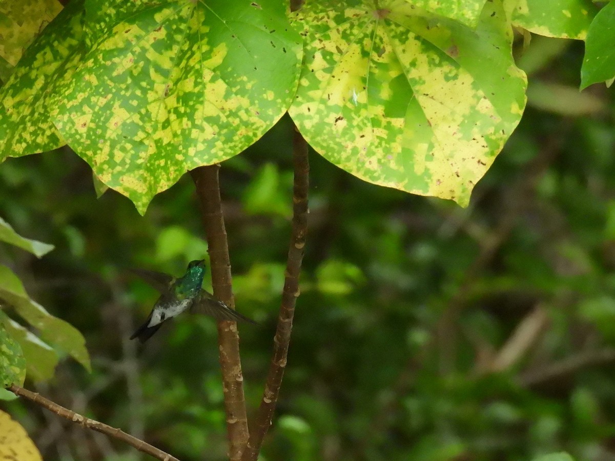 Mangrove Hummingbird - ML640085505