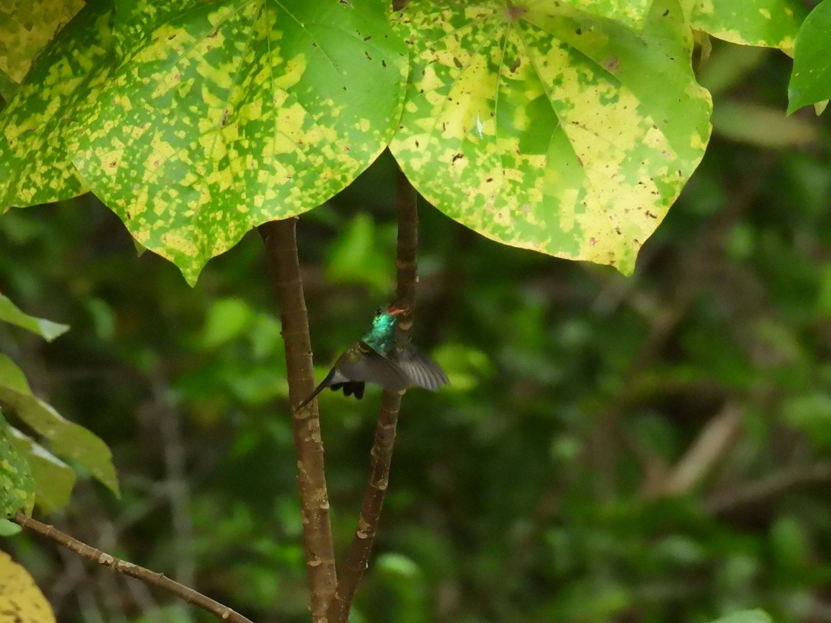 Mangrove Hummingbird - ML640085506