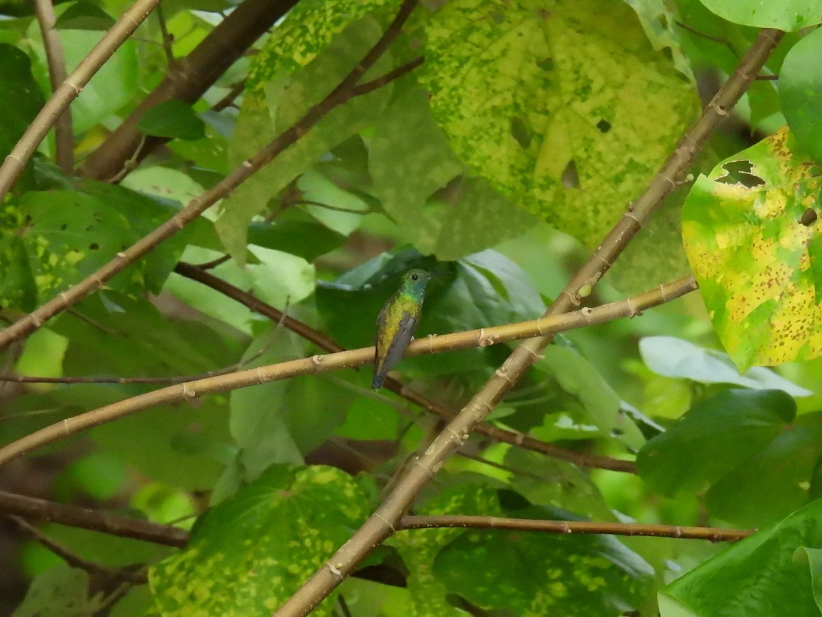 Mangrove Hummingbird - ML640085507