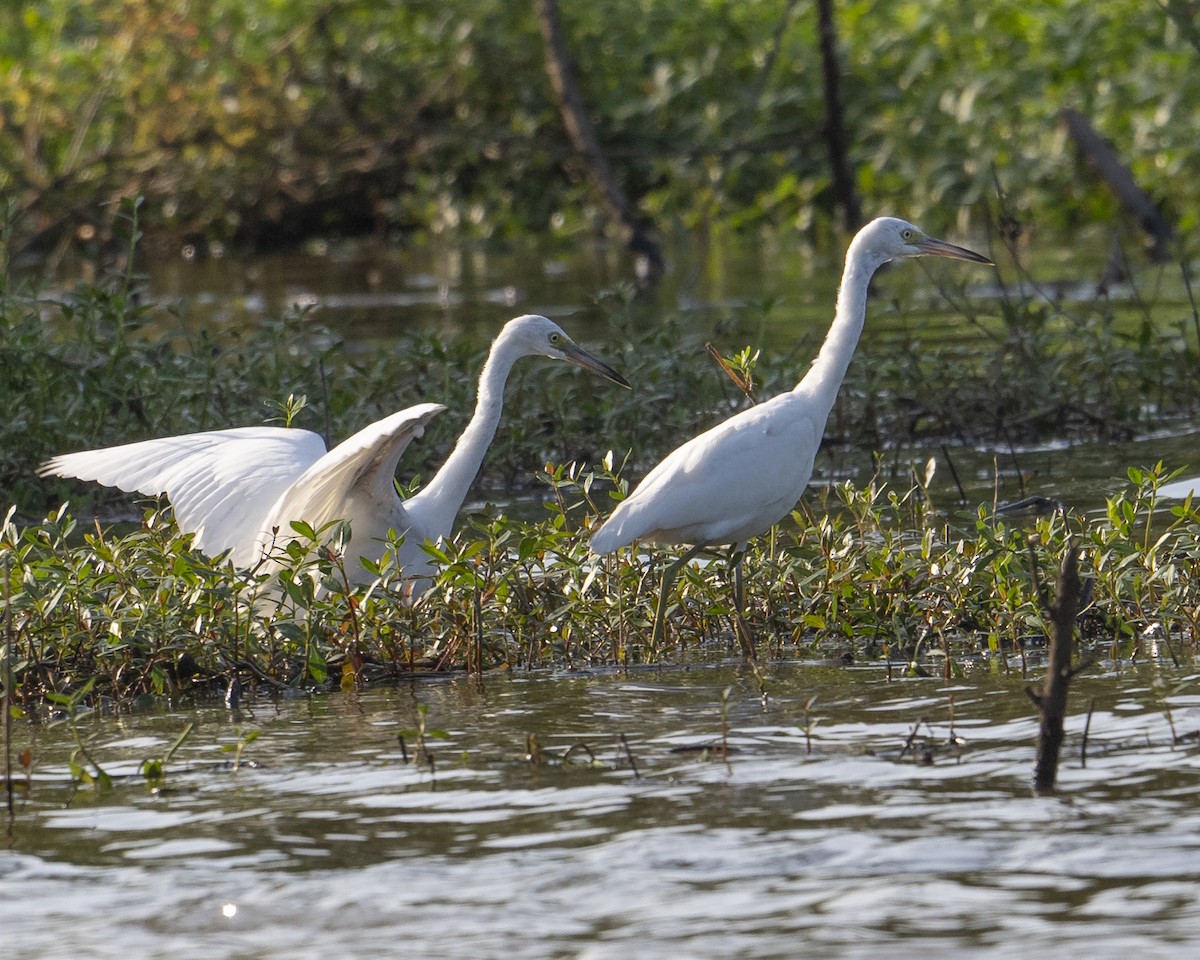 Little Blue Heron - ML640085539