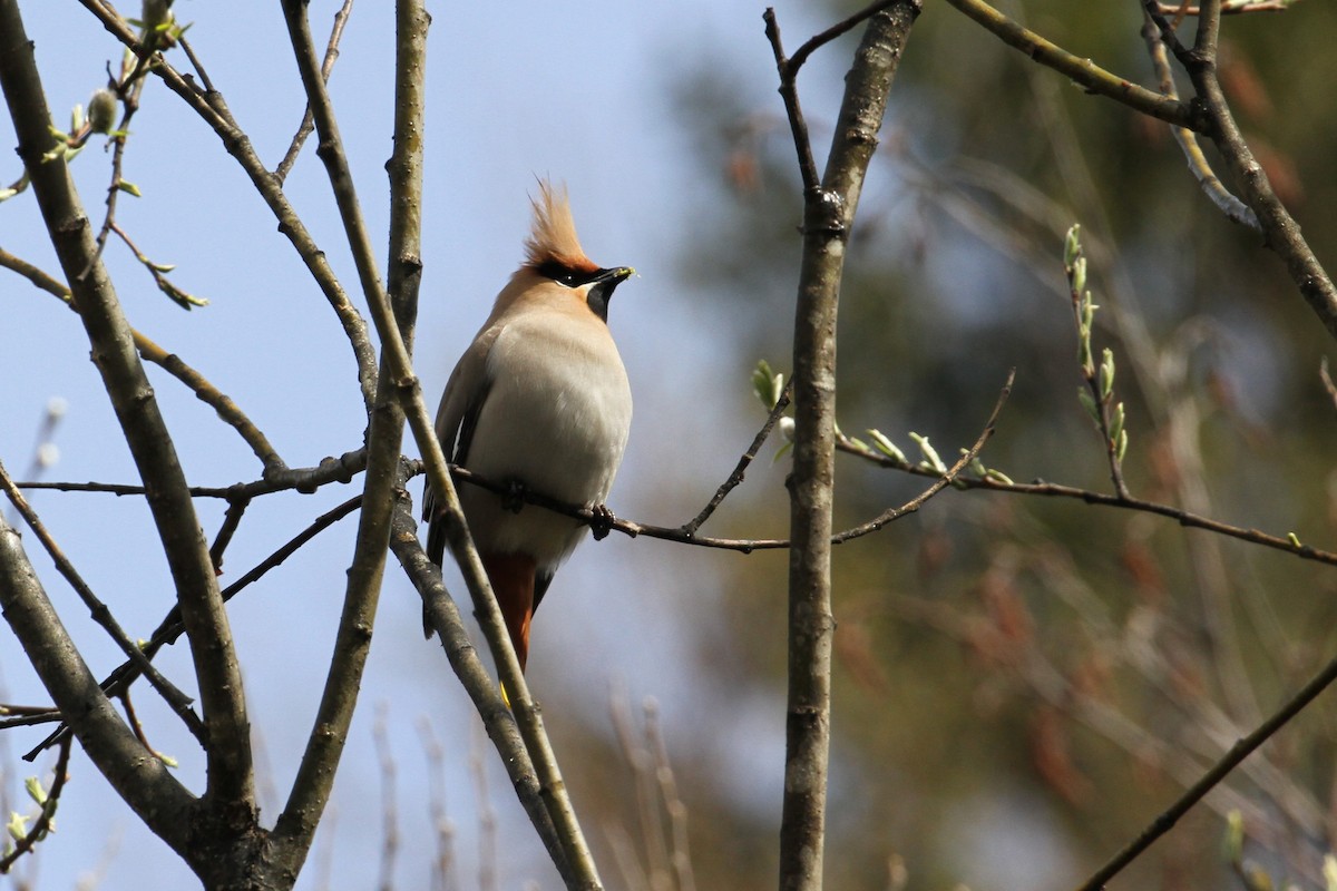 Bohemian Waxwing - ML640085540