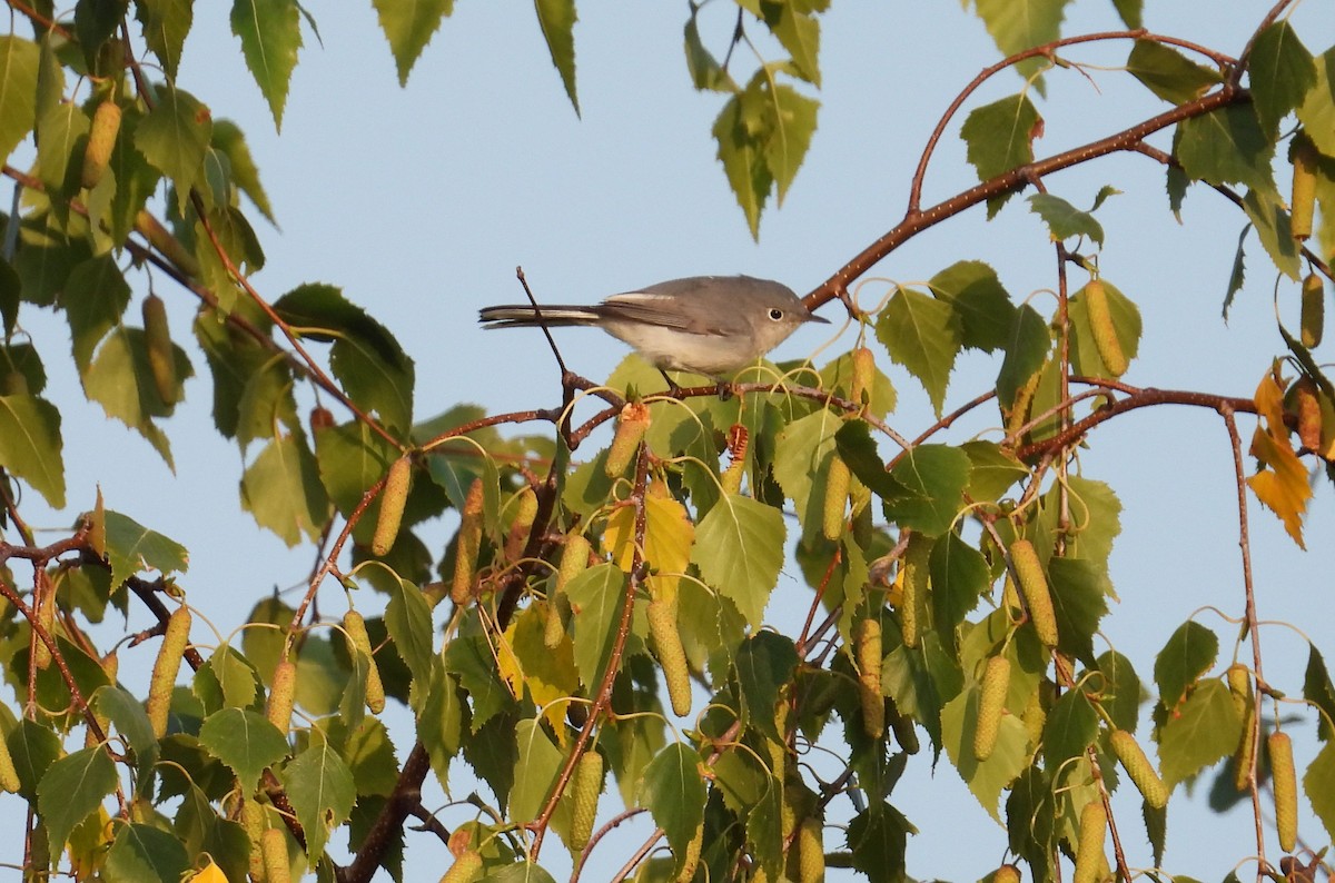 Blue-gray Gnatcatcher - ML640085553