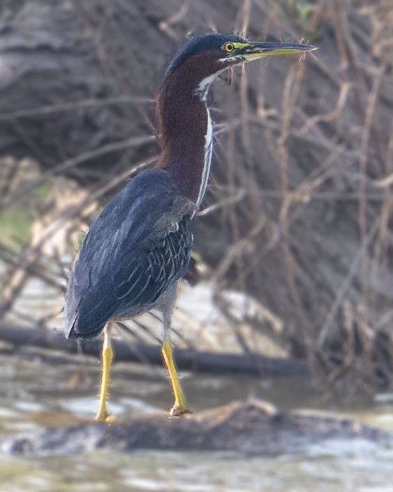Green Heron - ML640085554