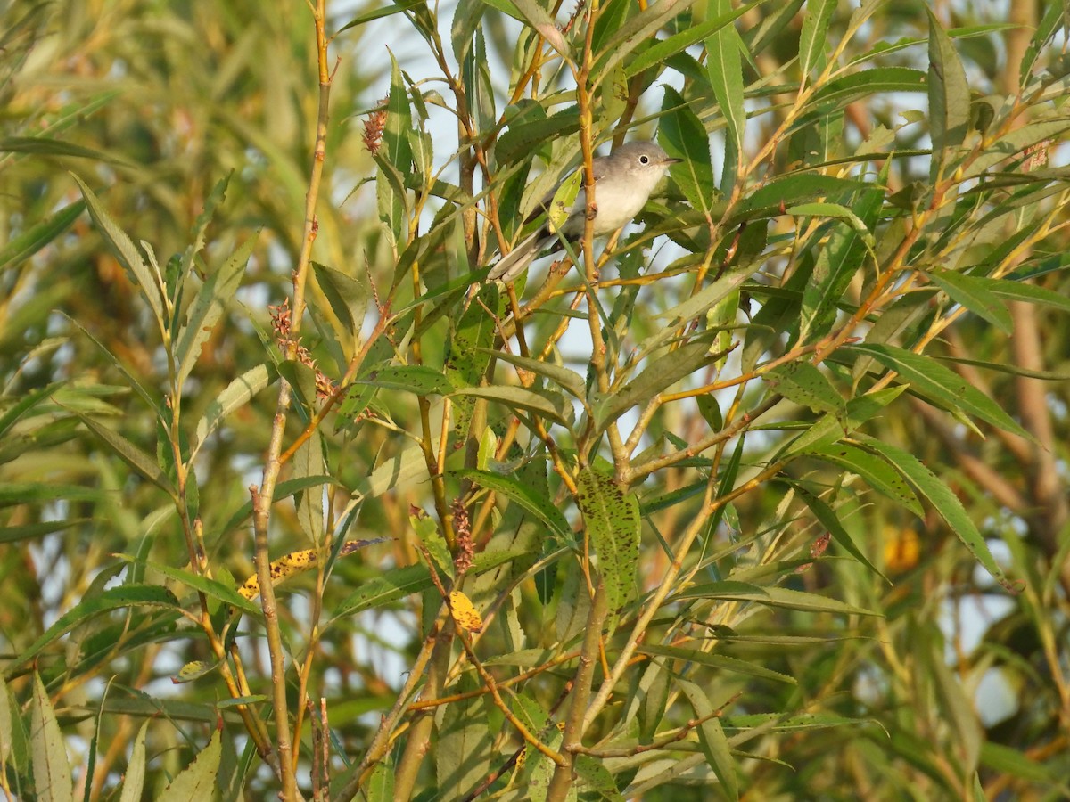Blue-gray Gnatcatcher - ML640085555