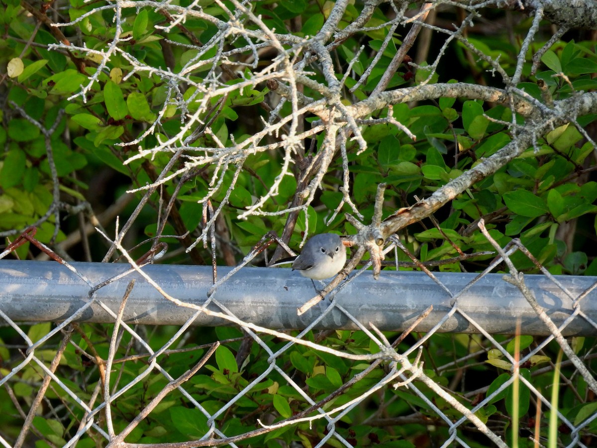 Blue-gray Gnatcatcher - ML640085558