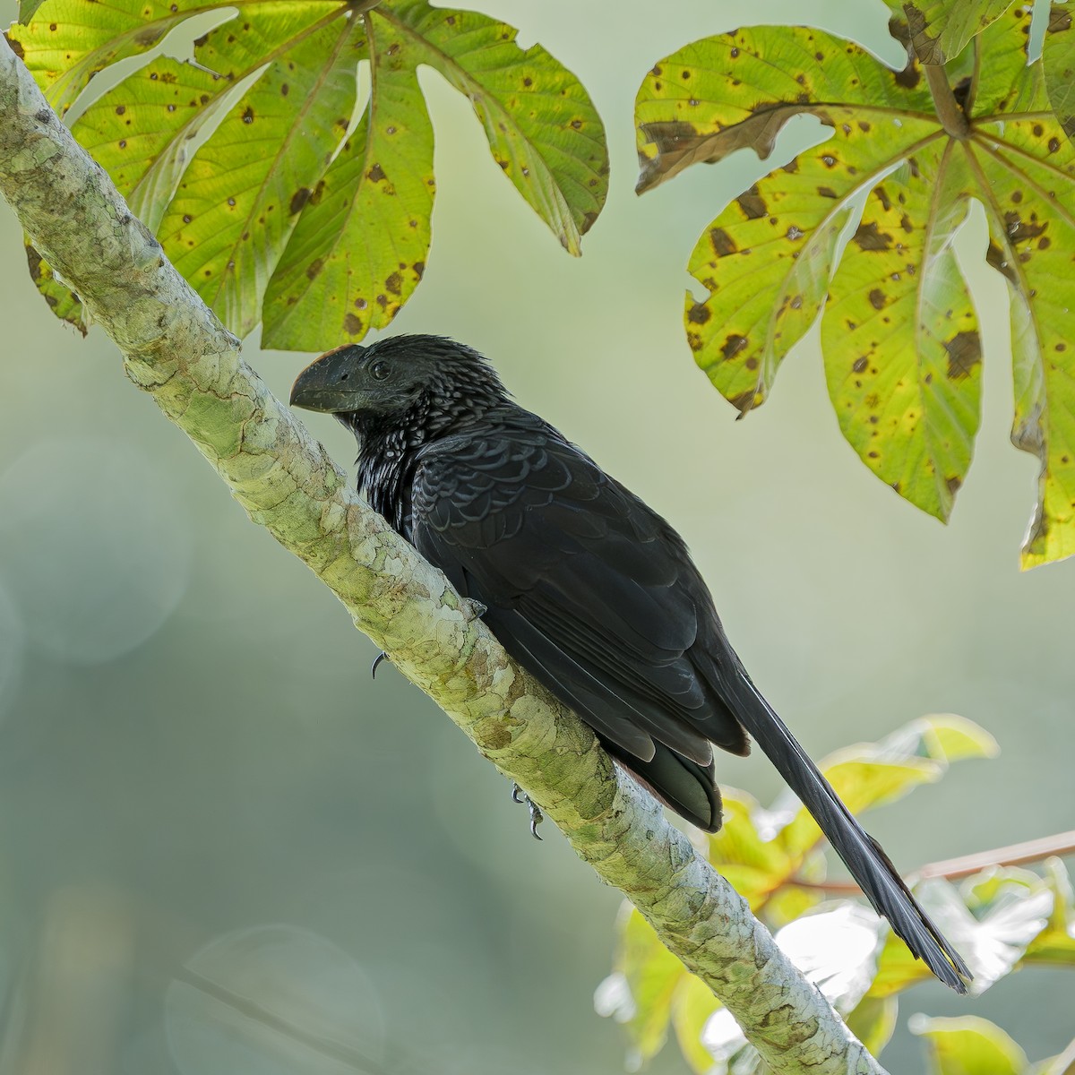 Smooth-billed Ani - ML640085602