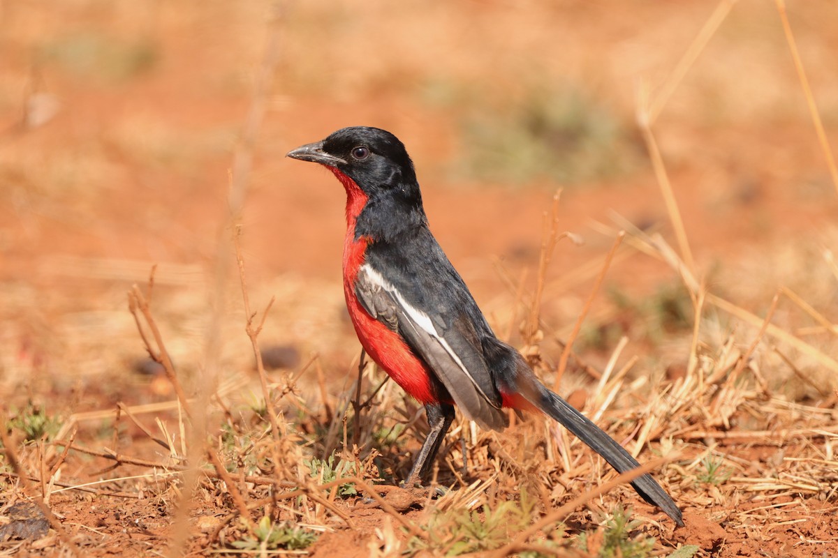 Crimson-breasted Gonolek - ML640085609