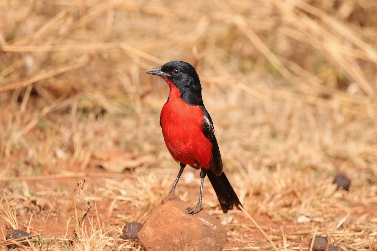 Crimson-breasted Gonolek - ML640085611
